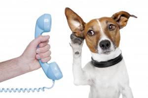 dog on the phone male hand